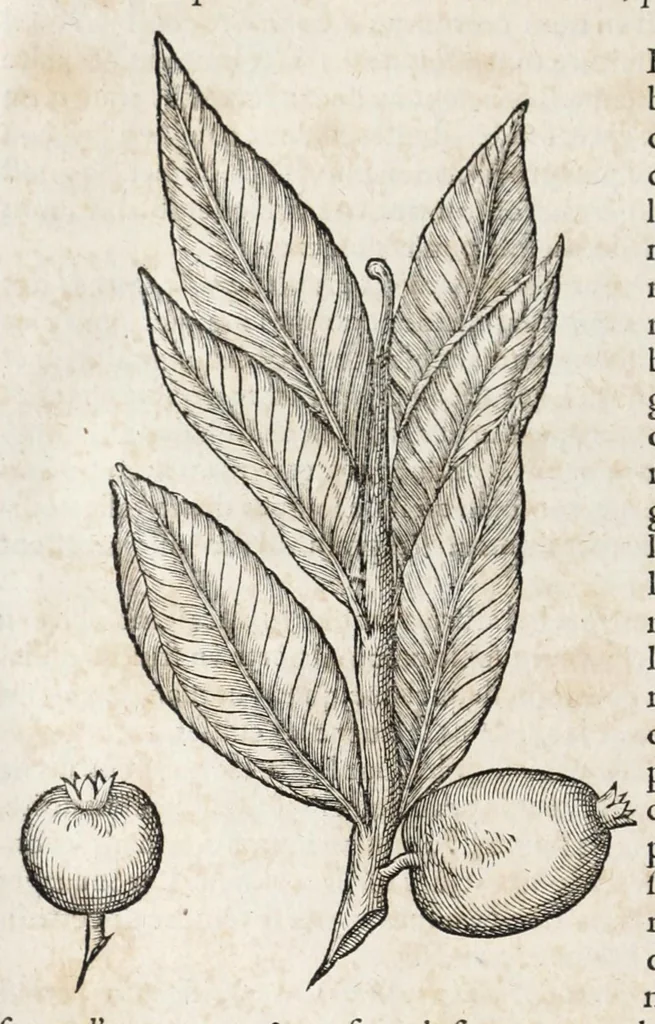 An illustration from L'histoire dv Nouveau monde, ou, Description des Indes occidentales : contenant dix-huict liures, 1640, leaf 40