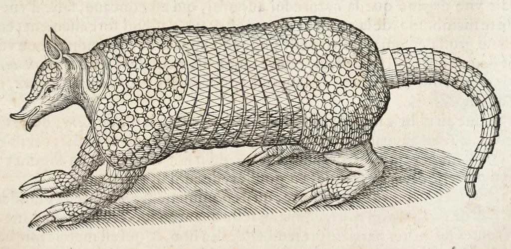 An illustration from L'histoire dv Nouveau monde, ou, Description des Indes occidentales : contenant dix-huict liures, 1640, leaf 411