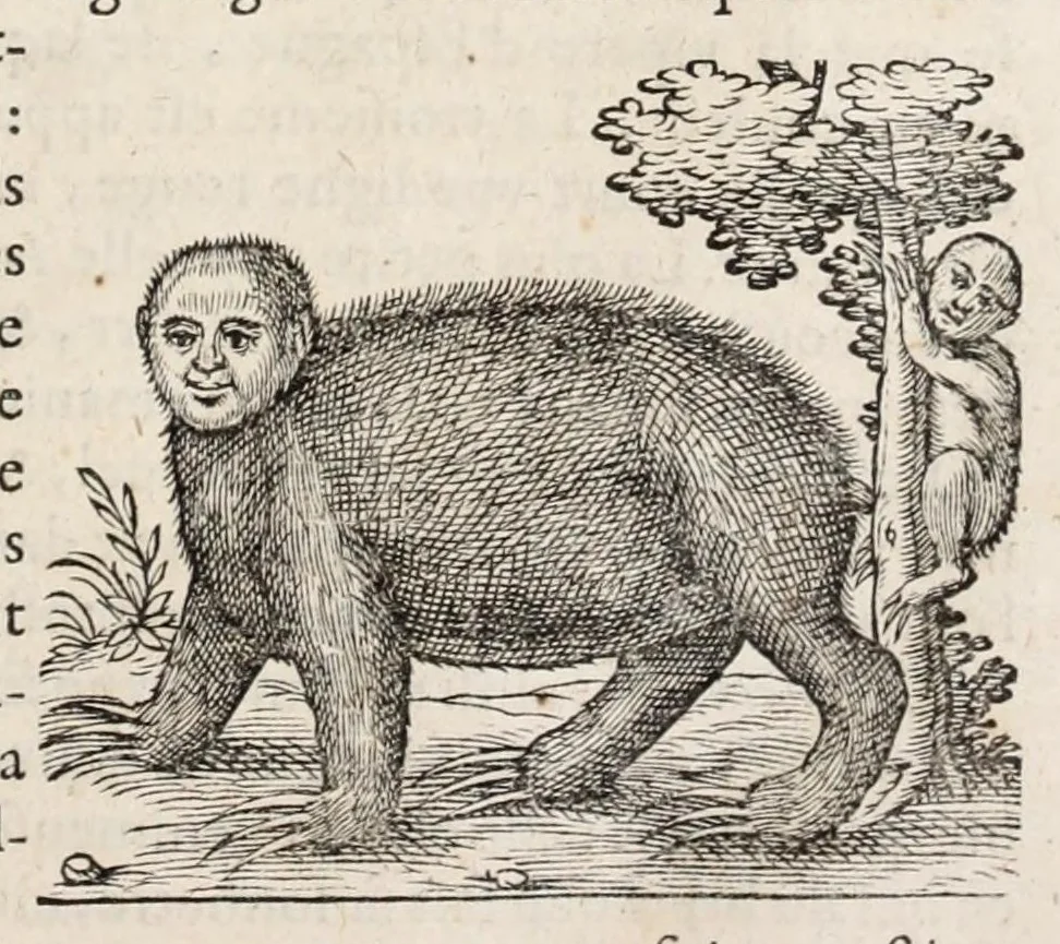An illustration from L'histoire dv Nouveau monde, ou, Description des Indes occidentales : contenant dix-huict liures, 1640, leaf 413
