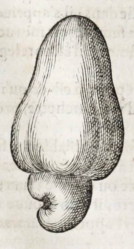 An illustration from L'histoire dv Nouveau monde, ou, Description des Indes occidentales : contenant dix-huict liures, 1640, leaf 418