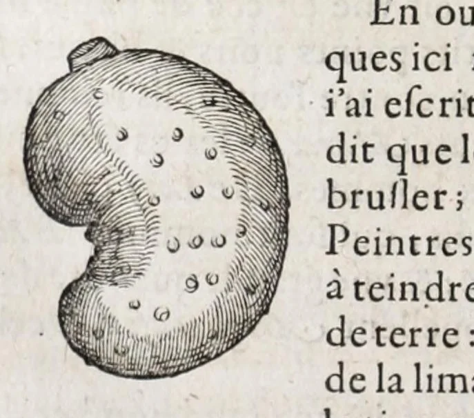 An illustration from L'histoire dv Nouveau monde, ou, Description des Indes occidentales : contenant dix-huict liures, 1640, leaf 418