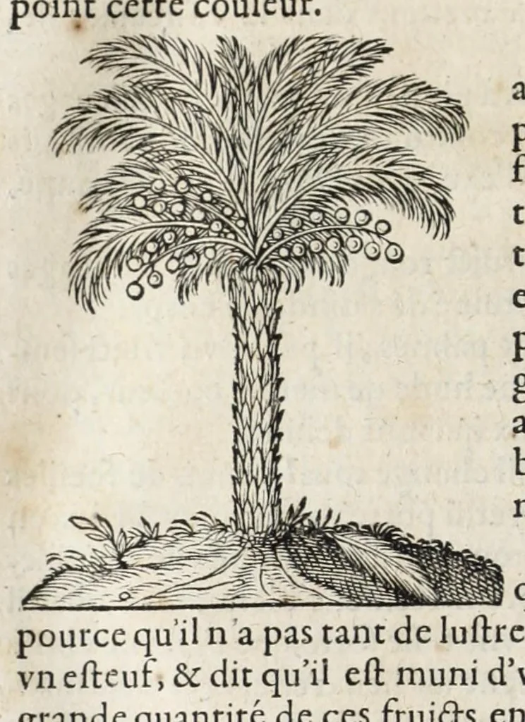An illustration from L'histoire dv Nouveau monde, ou, Description des Indes occidentales : contenant dix-huict liures, 1640, leaf 422