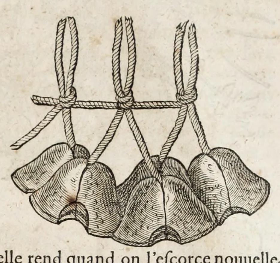 An illustration from L'histoire dv Nouveau monde, ou, Description des Indes occidentales : contenant dix-huict liures, 1640, leaf 423