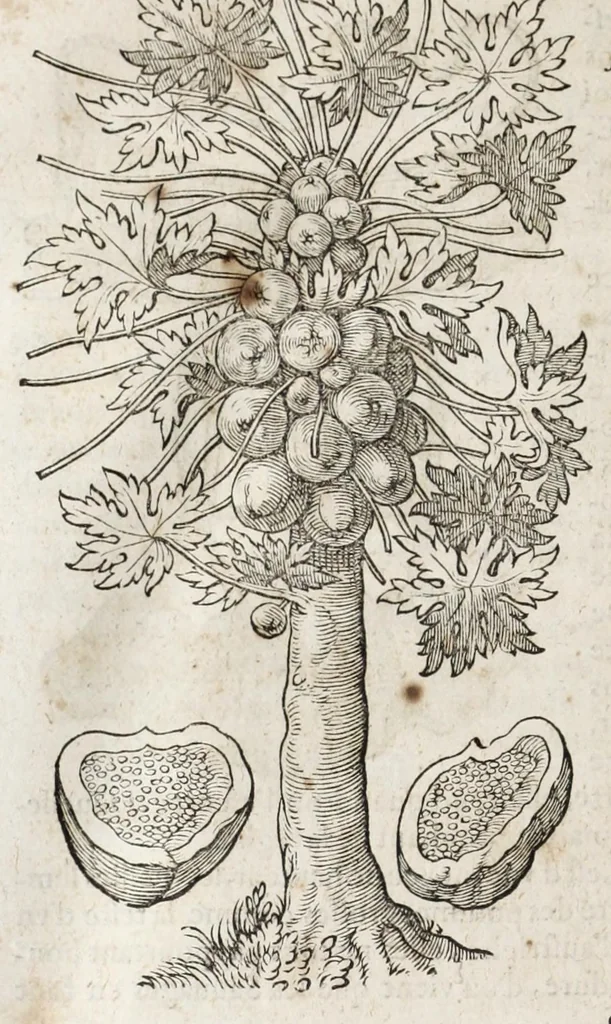 An illustration from L'histoire dv Nouveau monde, ou, Description des Indes occidentales : contenant dix-huict liures, 1640, leaf 424