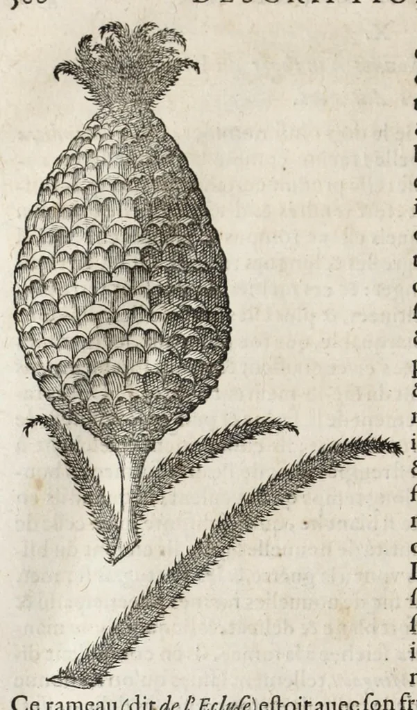 An illustration from L'histoire dv Nouveau monde, ou, Description des Indes occidentales : contenant dix-huict liures, 1640, leaf 426