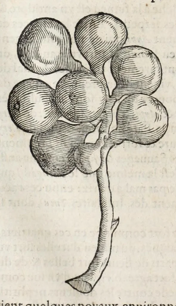 An illustration from L'histoire dv Nouveau monde, ou, Description des Indes occidentales : contenant dix-huict liures, 1640, leaf 426