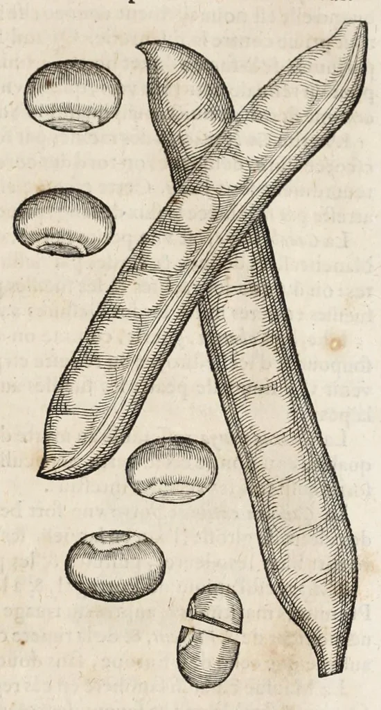 An illustration from L'histoire dv Nouveau monde, ou, Description des Indes occidentales : contenant dix-huict liures, 1640, leaf 427