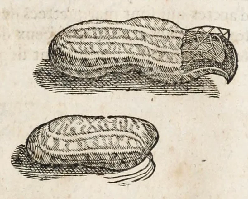 An illustration from L'histoire dv Nouveau monde, ou, Description des Indes occidentales : contenant dix-huict liures, 1640, leaf 429