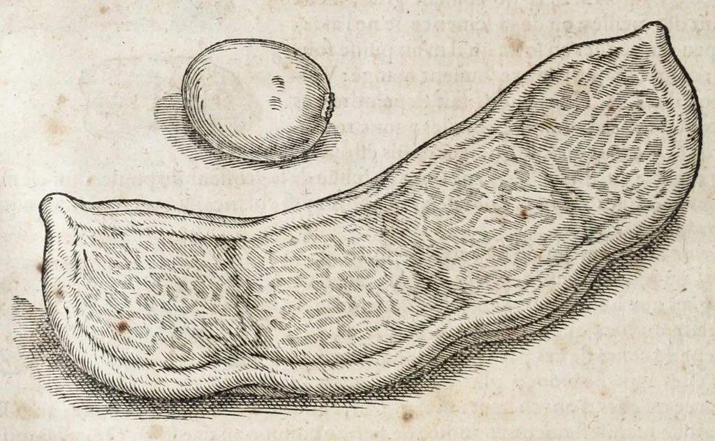 An illustration from L'histoire dv Nouveau monde, ou, Description des Indes occidentales : contenant dix-huict liures, 1640, leaf 430