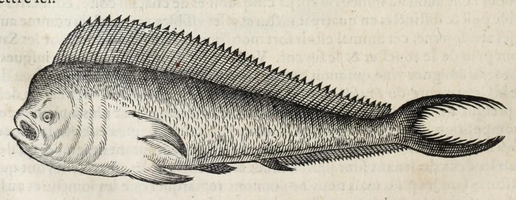 An illustration from L'histoire dv Nouveau monde, ou, Description des Indes occidentales : contenant dix-huict liures, 1640, leaf 432