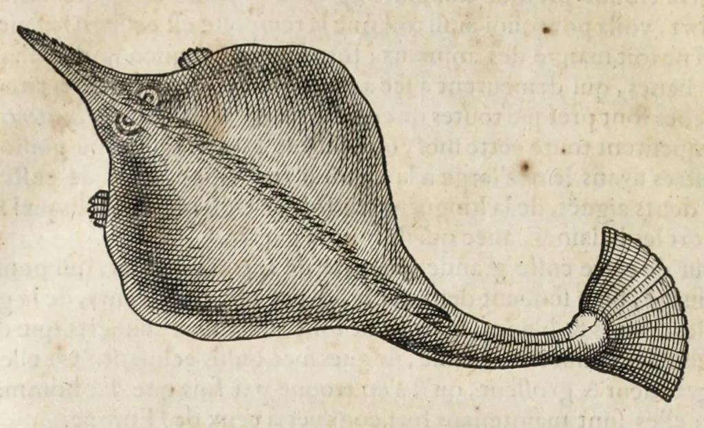 An illustration from L'histoire dv Nouveau monde, ou, Description des Indes occidentales : contenant dix-huict liures, 1640, leaf 434