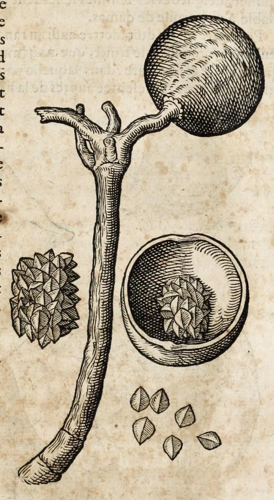 An illustration from L'histoire dv Nouveau monde, ou, Description des Indes occidentales : contenant dix-huict liures, 1640, leaf 475