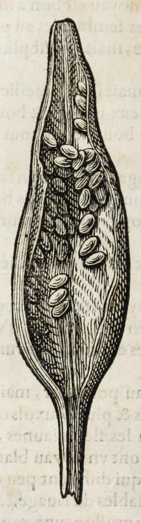 An illustration from L'histoire dv Nouveau monde, ou, Description des Indes occidentales : contenant dix-huict liures, 1640, leaf 478