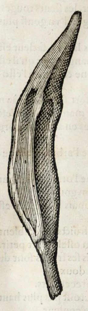 An illustration from L'histoire dv Nouveau monde, ou, Description des Indes occidentales : contenant dix-huict liures, 1640, leaf 478