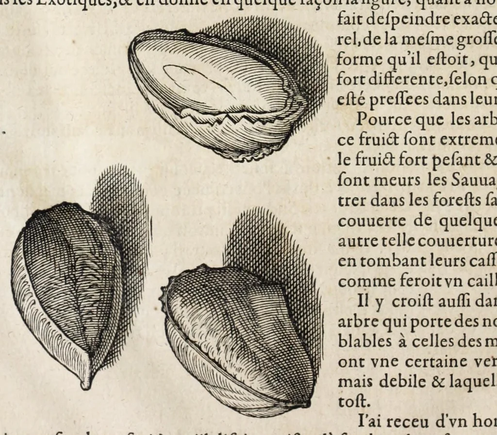 An illustration from L'histoire dv Nouveau monde, ou, Description des Indes occidentales : contenant dix-huict liures, 1640, leaf 502