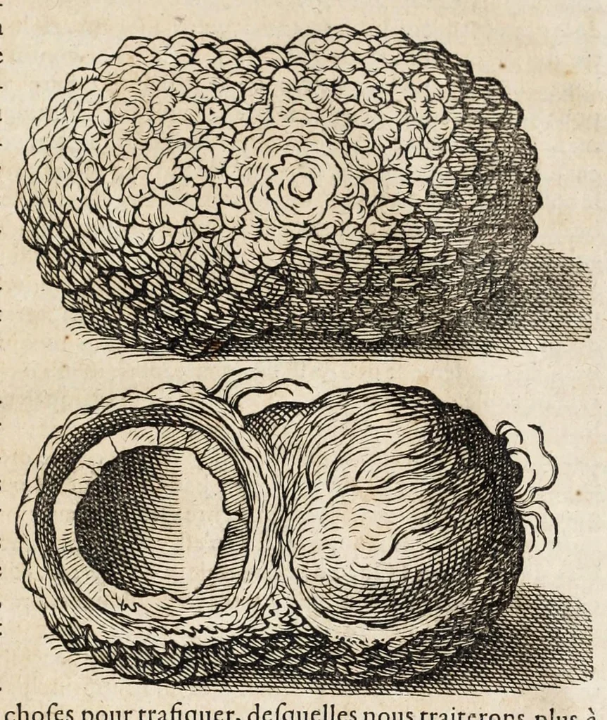 An illustration from L'histoire dv Nouveau monde, ou, Description des Indes occidentales : contenant dix-huict liures, 1640, leaf 503