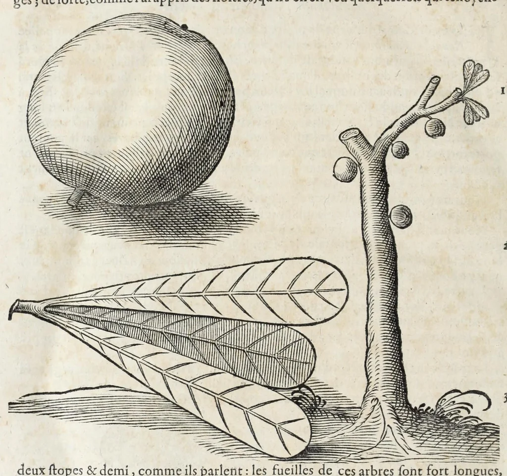 An illustration from L'histoire dv Nouveau monde, ou, Description des Indes occidentales : contenant dix-huict liures, 1640, leaf 536
