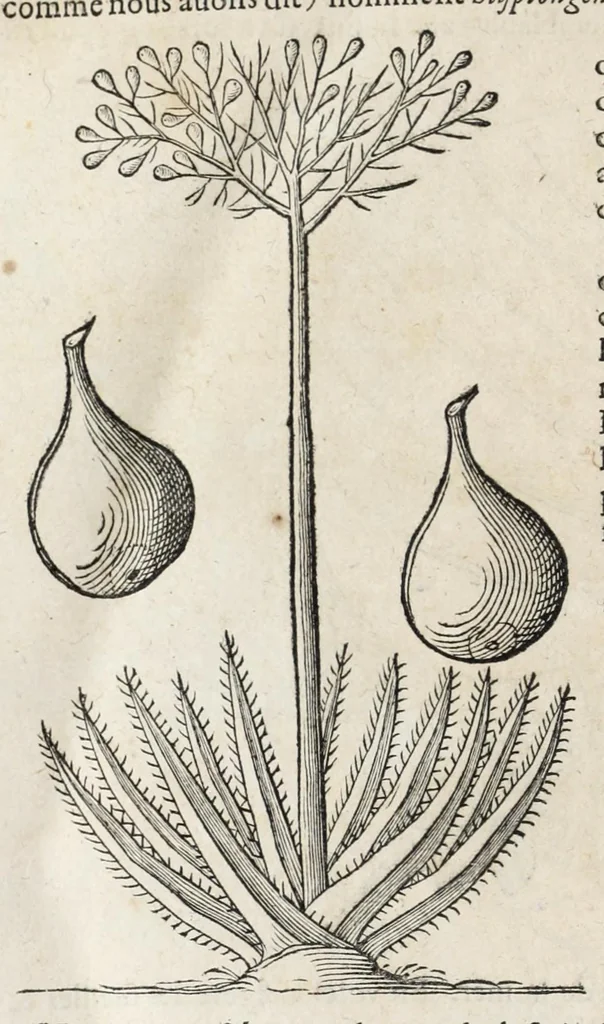An illustration from L'histoire dv Nouveau monde, ou, Description des Indes occidentales : contenant dix-huict liures, 1640, leaf 538