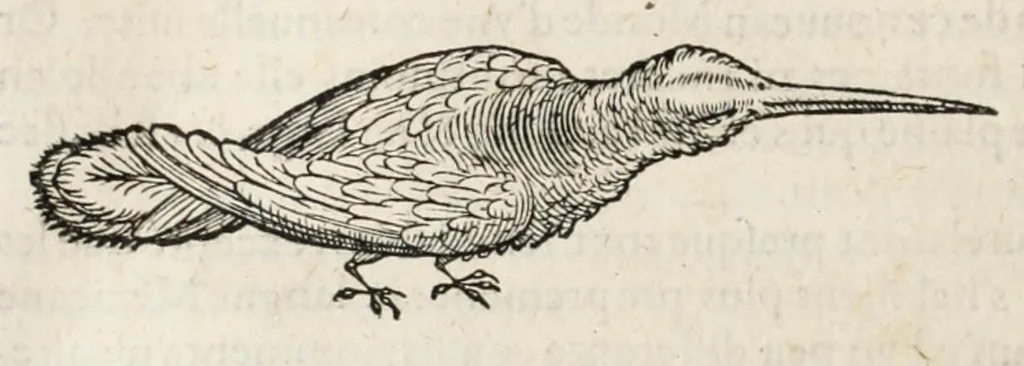 An illustration from L'histoire dv Nouveau monde, ou, Description des Indes occidentales : contenant dix-huict liures, 1640, leaf 72