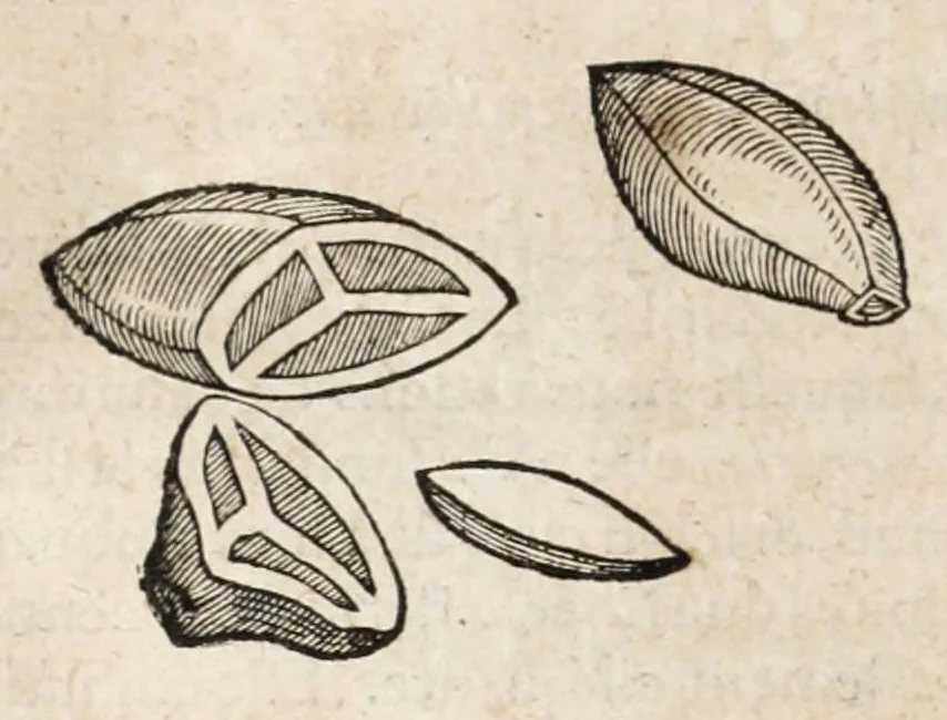 An illustration from L'histoire dv Nouveau monde, ou, Description des Indes occidentales : contenant dix-huict liures, 1640, leaf 76