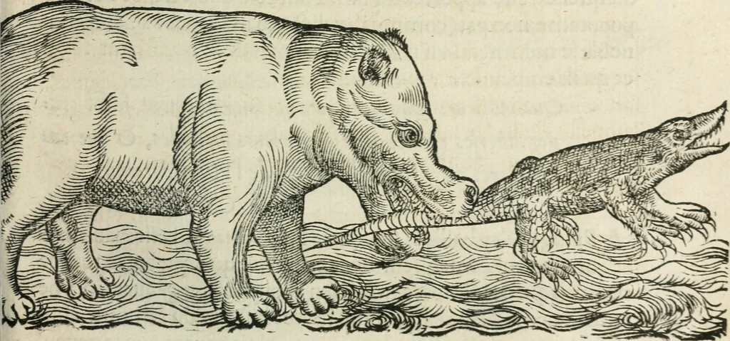 An illustration from L'histoire naturelle des estranges poissons marins, avec la vraie peincture & description du daulphin, & de plusieurs autres de son espece, 1551, leaf 104