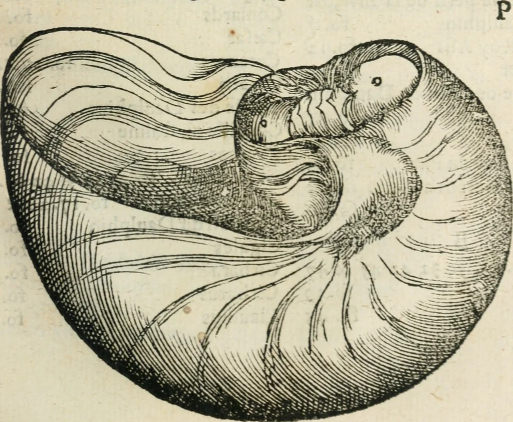 An illustration from L'histoire naturelle des estranges poissons marins, avec la vraie peincture & description du daulphin, & de plusieurs autres de son espece, 1551, leaf 114