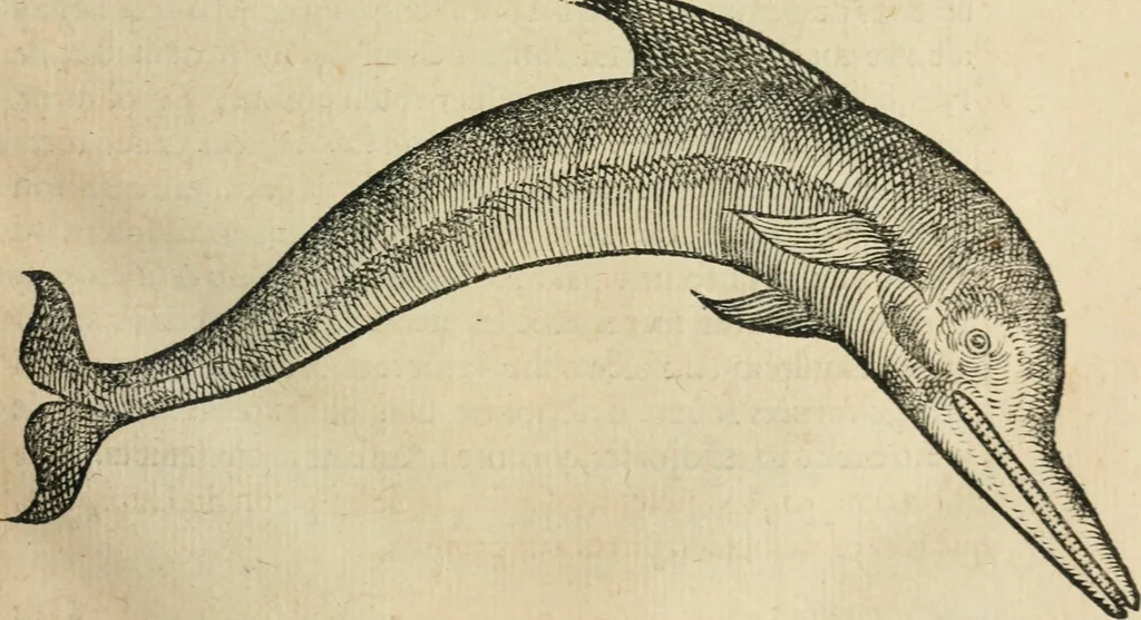 An illustration from L'histoire naturelle des estranges poissons marins, avec la vraie peincture & description du daulphin, & de plusieurs autres de son espece, 1551, leaf 26
