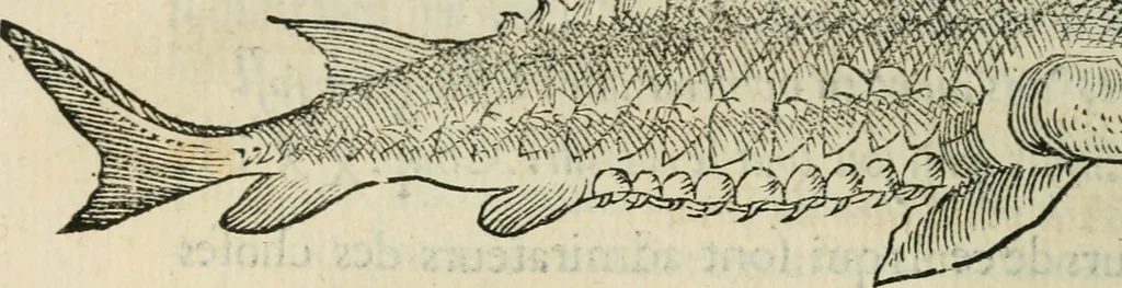 An illustration from L'histoire naturelle des estranges poissons marins, avec la vraie peincture & description du daulphin, & de plusieurs autres de son espece, 1551, leaf 31