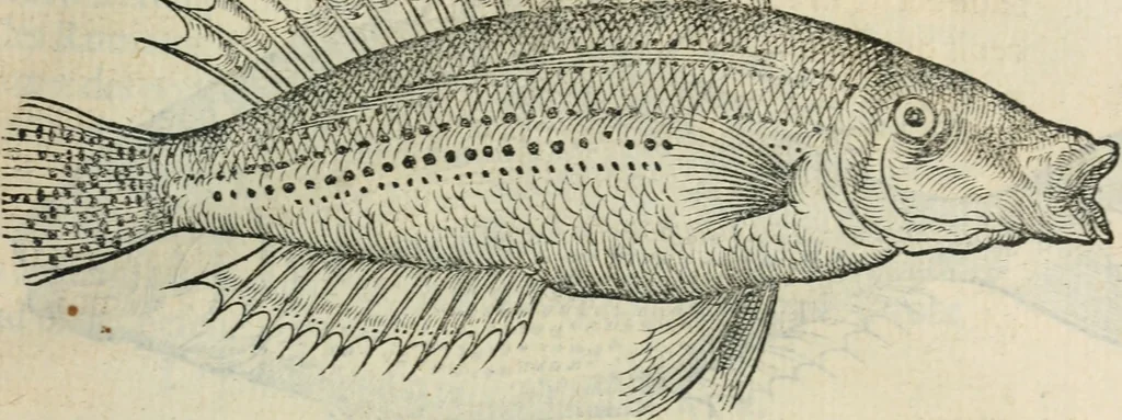 An illustration from L'histoire naturelle des estranges poissons marins, avec la vraie peincture & description du daulphin, & de plusieurs autres de son espece, 1551, leaf 40