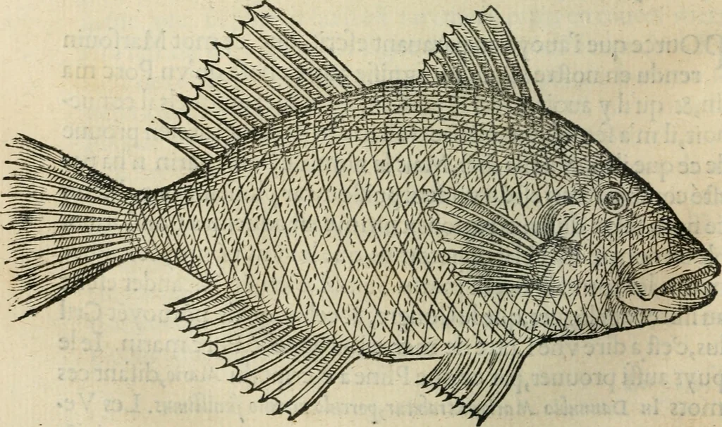 An illustration from L'histoire naturelle des estranges poissons marins, avec la vraie peincture & description du daulphin, & de plusieurs autres de son espece, 1551, leaf 45