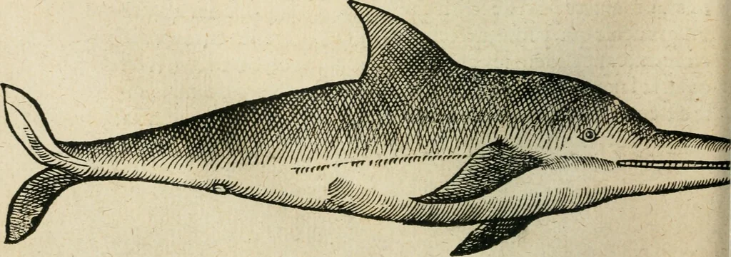An illustration from L'histoire naturelle des estranges poissons marins, avec la vraie peincture & description du daulphin, & de plusieurs autres de son espece, 1551, leaf 61