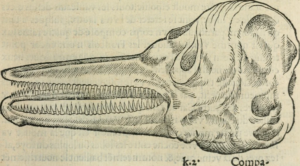 An illustration from L'histoire naturelle des estranges poissons marins, avec la vraie peincture & description du daulphin, & de plusieurs autres de son espece, 1551, leaf 80