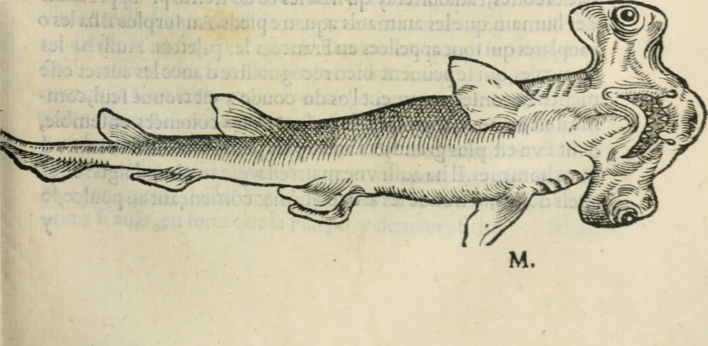 An illustration from L'histoire naturelle des estranges poissons marins, avec la vraie peincture & description du daulphin, & de plusieurs autres de son espece, 1551, leaf 94
