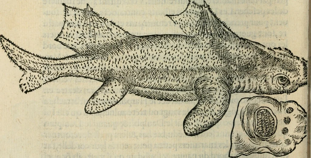 An illustration from L'histoire naturelle des estranges poissons marins, avec la vraie peincture & description du daulphin, & de plusieurs autres de son espece, 1551, leaf 97