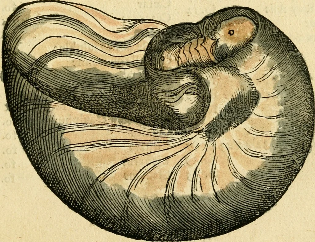 An illustration from L'histoire naturelle des estranges poissons marins, avec la vraie peincture & description du daulphin, & de plusieurs autres de son espece, 1551, leaf 114