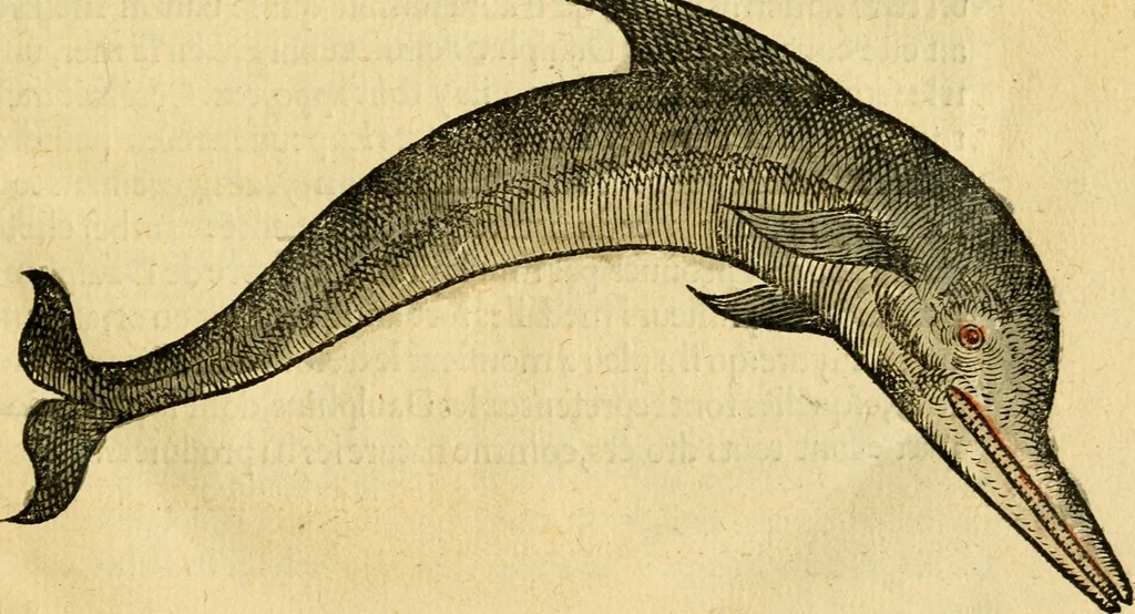 An illustration from L'histoire naturelle des estranges poissons marins, avec la vraie peincture & description du daulphin, & de plusieurs autres de son espece, 1551, leaf 26
