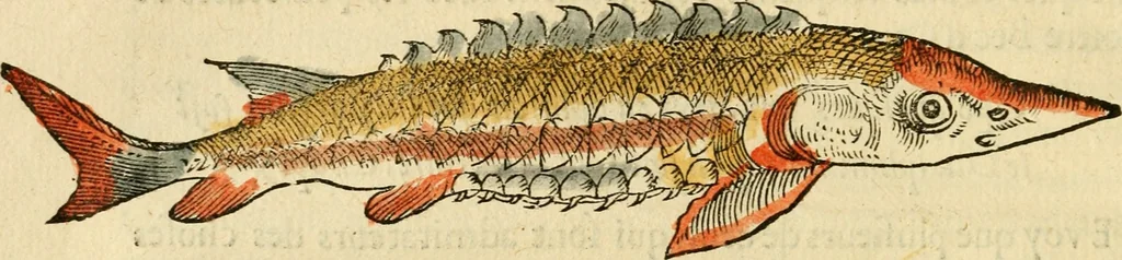 An illustration from L'histoire naturelle des estranges poissons marins, avec la vraie peincture & description du daulphin, & de plusieurs autres de son espece, 1551, leaf 31