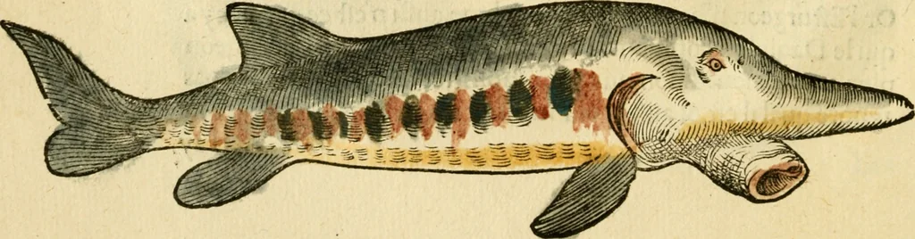 An illustration from L'histoire naturelle des estranges poissons marins, avec la vraie peincture & description du daulphin, & de plusieurs autres de son espece, 1551, leaf 31