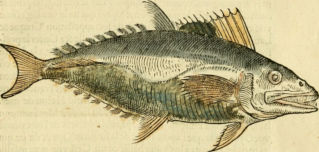 An illustration from L'histoire naturelle des estranges poissons marins, avec la vraie peincture & description du daulphin, & de plusieurs autres de son espece, 1551, leaf 32