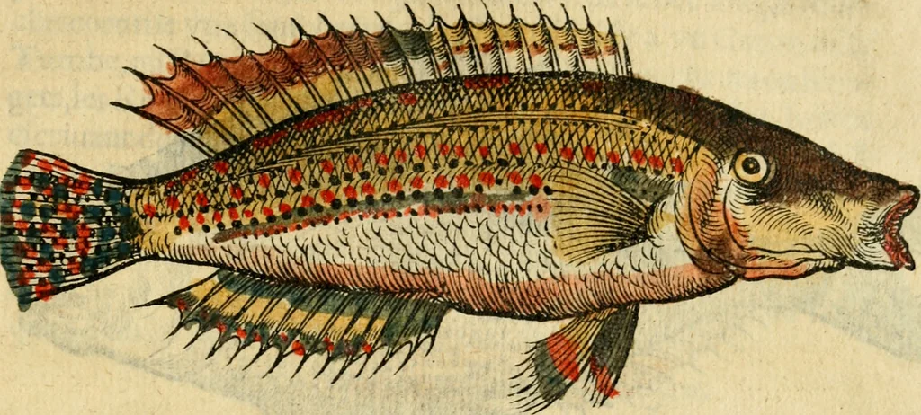 An illustration from L'histoire naturelle des estranges poissons marins, avec la vraie peincture & description du daulphin, & de plusieurs autres de son espece, 1551, leaf 40