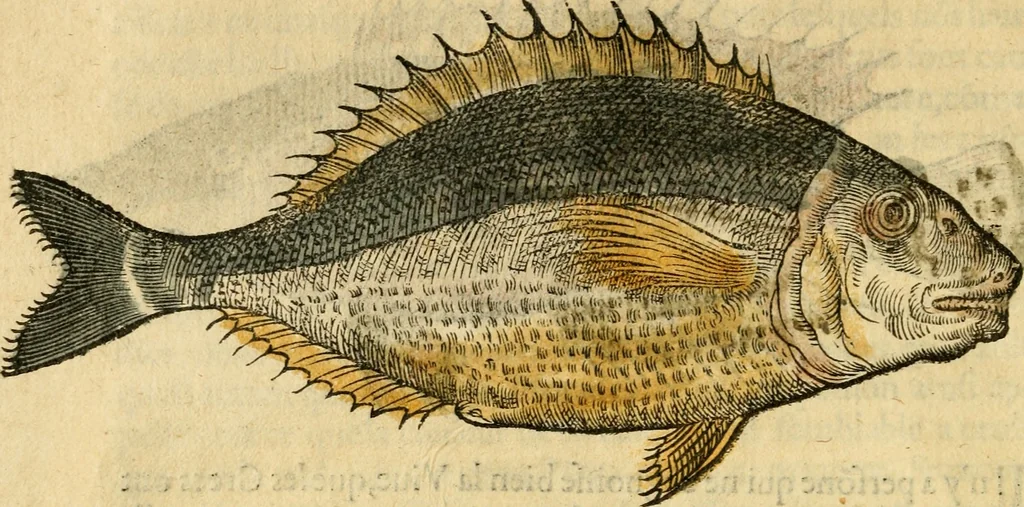 An illustration from L'histoire naturelle des estranges poissons marins, avec la vraie peincture & description du daulphin, & de plusieurs autres de son espece, 1551, leaf 41