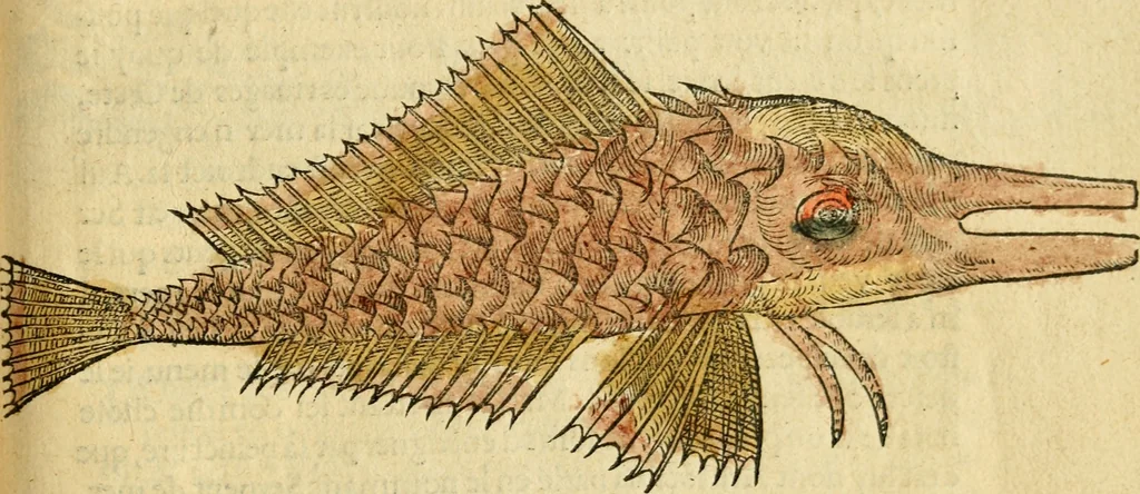 An illustration from L'histoire naturelle des estranges poissons marins, avec la vraie peincture & description du daulphin, & de plusieurs autres de son espece, 1551, leaf 42