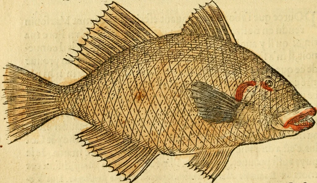 An illustration from L'histoire naturelle des estranges poissons marins, avec la vraie peincture & description du daulphin, & de plusieurs autres de son espece, 1551, leaf 45