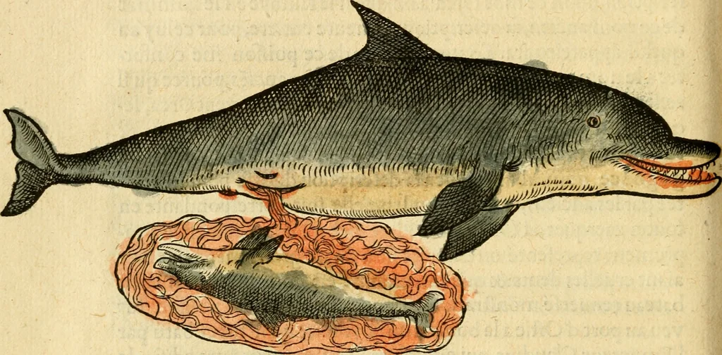 An illustration from L'histoire naturelle des estranges poissons marins, avec la vraie peincture & description du daulphin, & de plusieurs autres de son espece, 1551, leaf 69