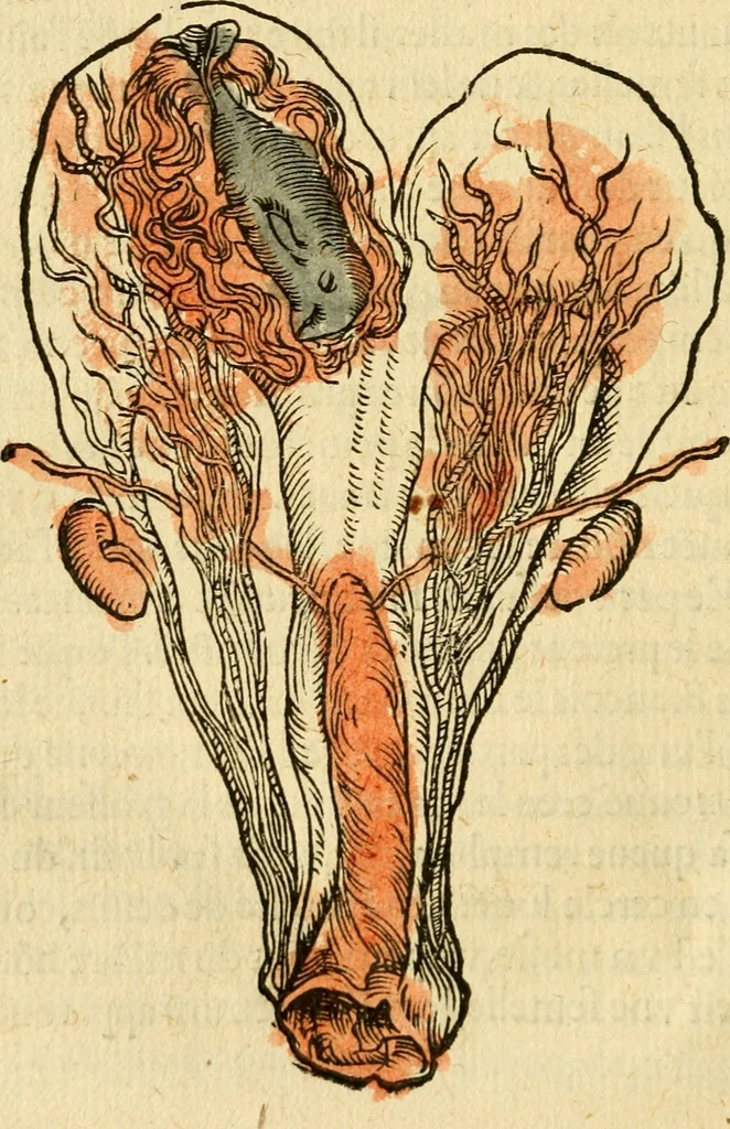 An illustration from L'histoire naturelle des estranges poissons marins, avec la vraie peincture & description du daulphin, & de plusieurs autres de son espece, 1551, leaf 85