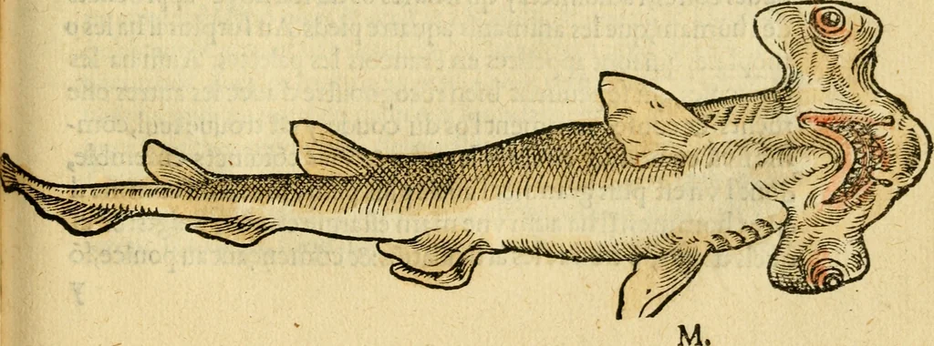 An illustration from L'histoire naturelle des estranges poissons marins, avec la vraie peincture & description du daulphin, & de plusieurs autres de son espece, 1551, leaf 94