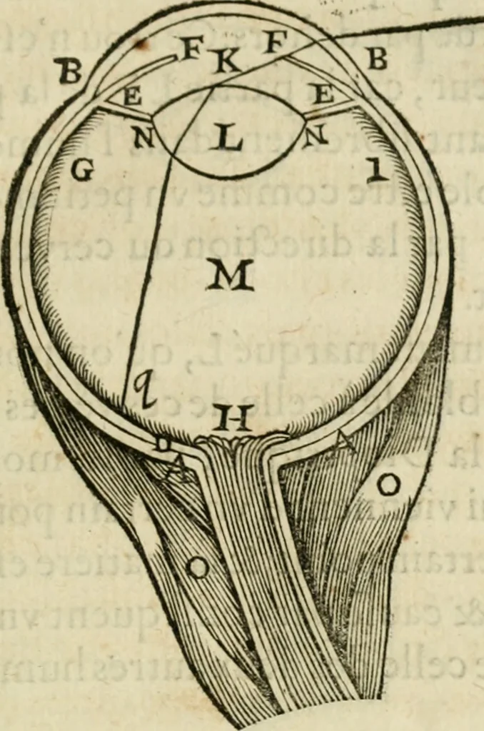 An illustration from L'homme, et la formation du foetus, 1677, leaf 104