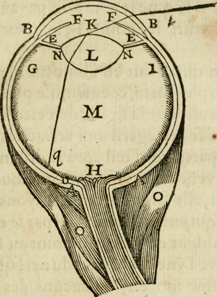 An illustration from L'homme, et la formation du foetus, 1677, leaf 106