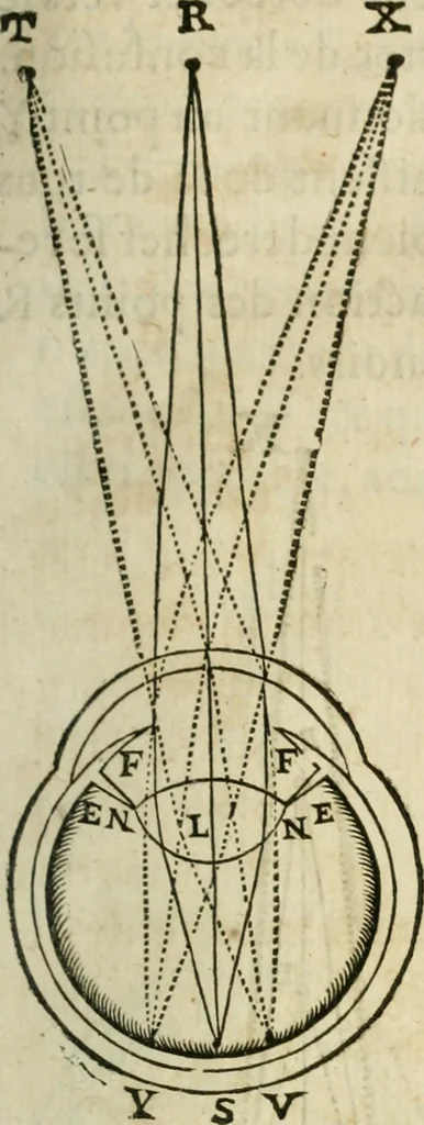 An illustration from L'homme, et la formation du foetus, 1677, leaf 108