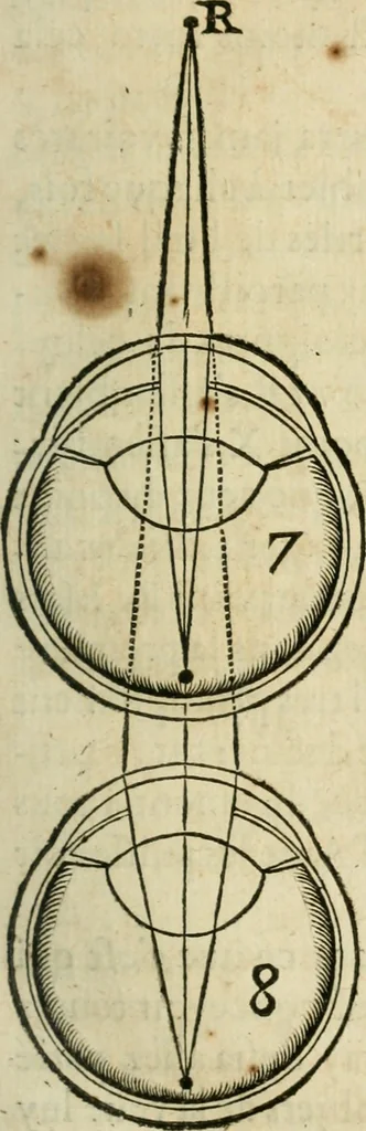 An illustration from L'homme, et la formation du foetus, 1677, leaf 110